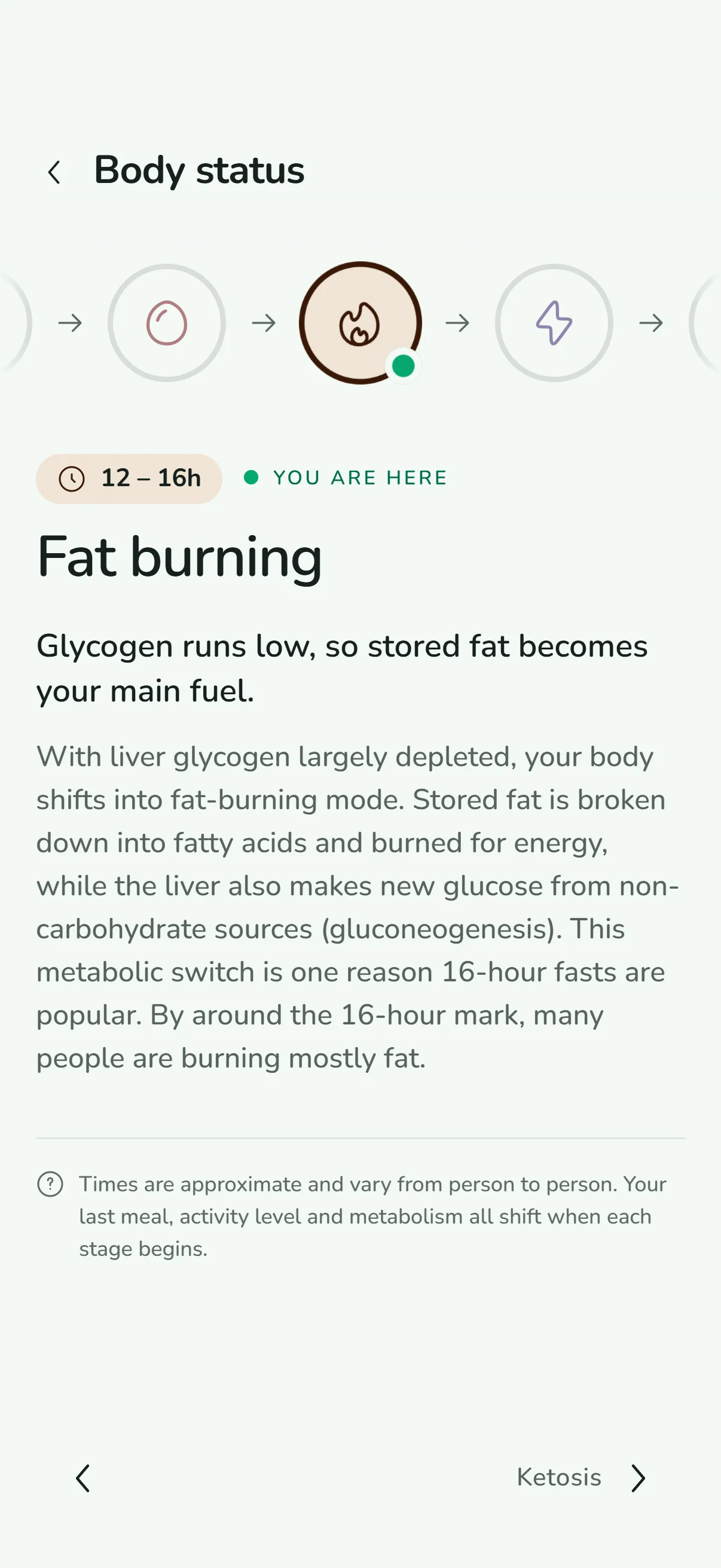 Body status screen explaining the fat burning stage between 12 and 16 hours